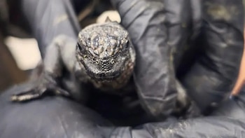 Una de las iguanas que fueron rescatadas. (Vistazo)