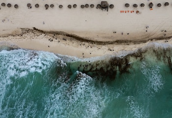 Sargazo en Quintana Roo.