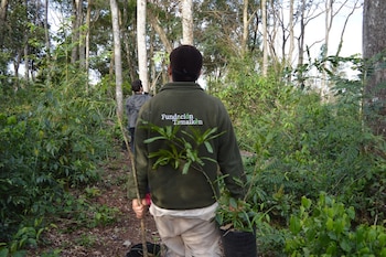 Vista trasera de una persona con chaqueta "Fundación Temaikèn" cargando un árbol joven en maceta, caminando por un sendero arbolado con otra persona delante
