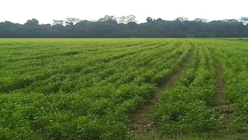 Para la ejecución del Programa