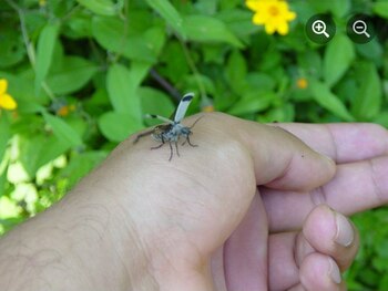 Solía compartir imágenes de naturaleza