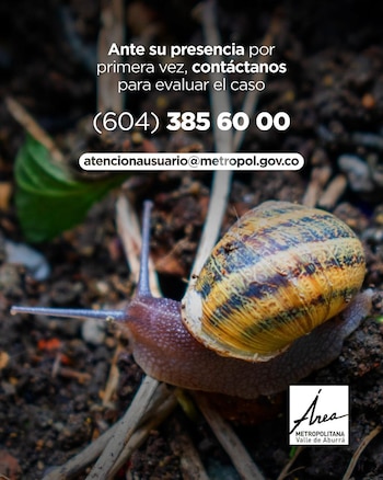Más de 700 kilogramos de caracol gigante africano fueron retirados en 2026 como parte de la estrategia liderada por el Área Metropolitana del Valle de Aburrá para contener esta especie invasora - crédito Área Metropolitana