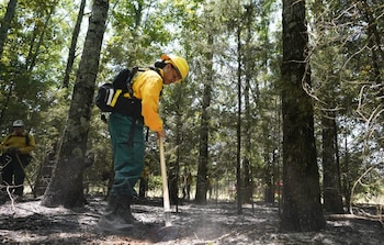 Un bombero con uniforme amarillo y casco protector utiliza una pala para trabajar el suelo oscuro y quemado de un denso bosque de abetos