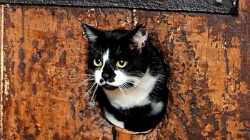 Una puerta de la Catedral