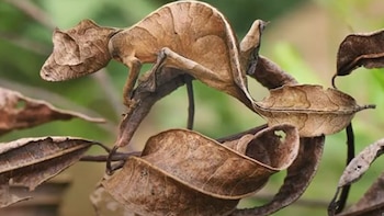 El gecko cola de hoja