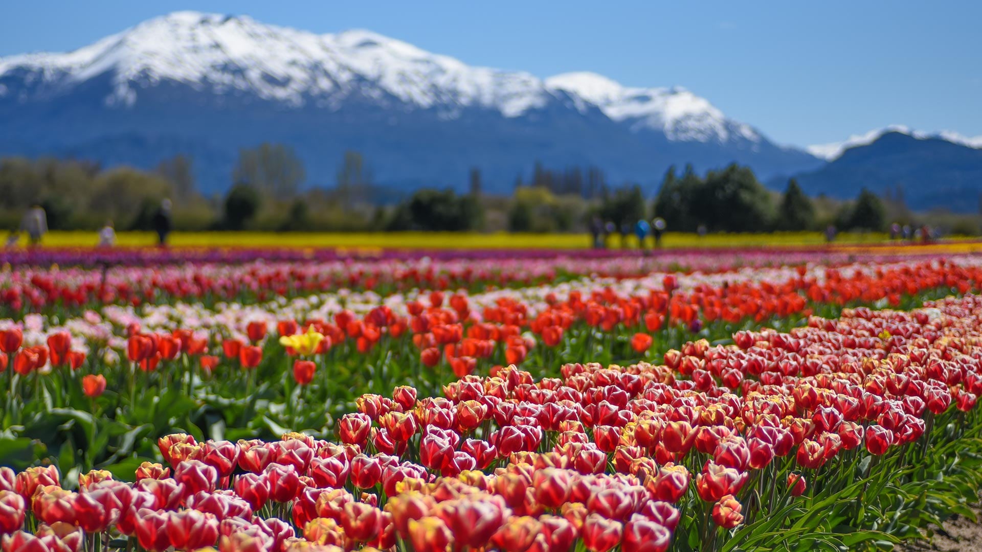 La floración de los tulipanes en Trevelin atraen a turismo durante la primavera