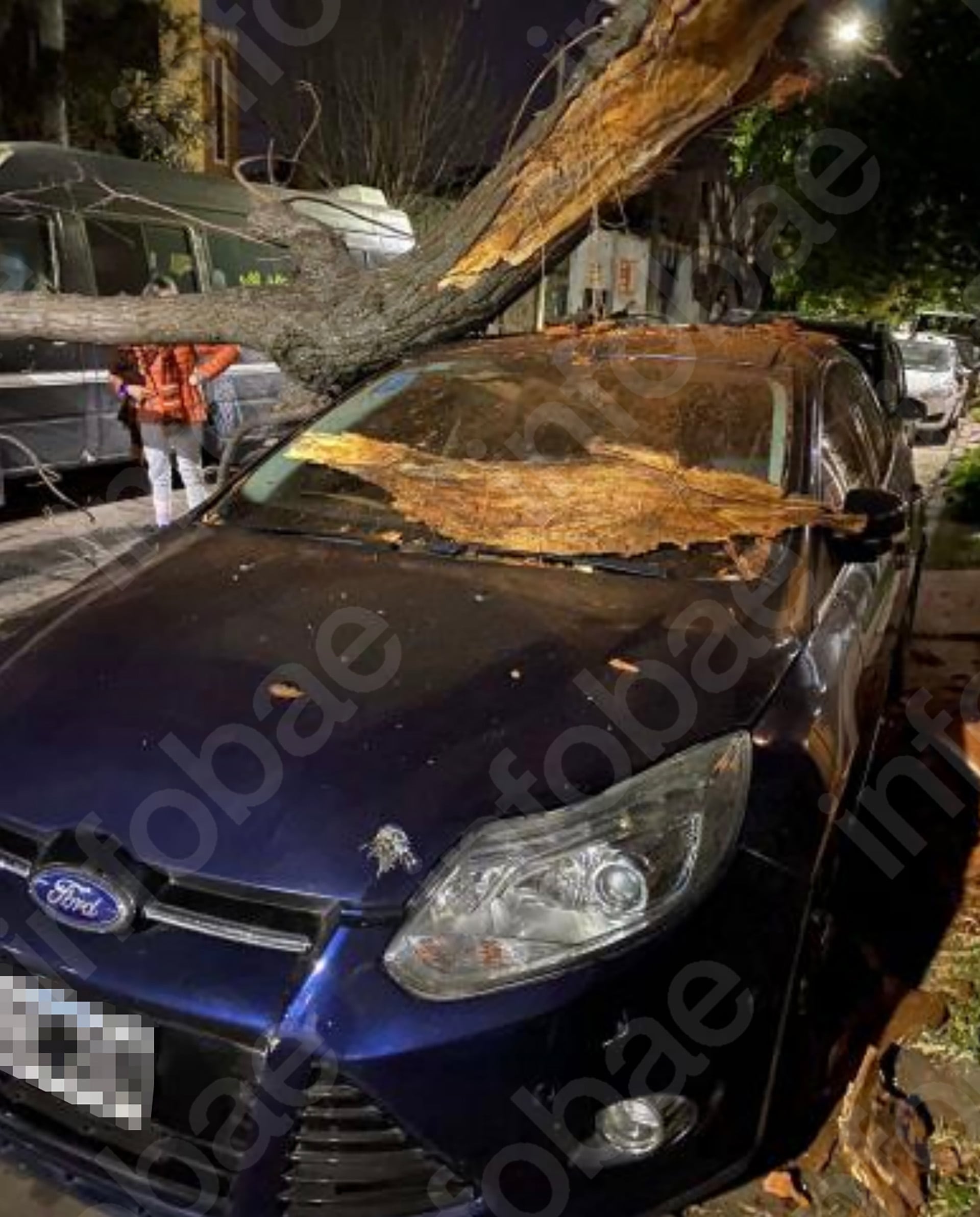 El demandante atribuyó los daños en la carrocería de su automóvil a la falta de mantenimiento del arbolado público. Imagen del informe pericial (Poder Judicial)