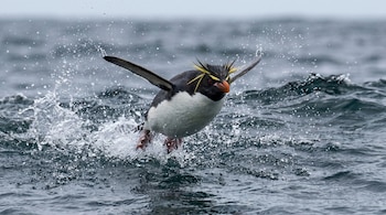 Primer plano de un pingüino de penacho amarillo con cresta amarilla brillante, saltando fuera del agua y creando grandes salpicaduras.