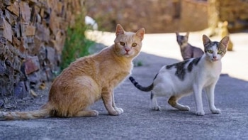 Derechos Sociales convoca subvenciones para asociaciones de protección animal con 2 millones de euros de presupuesto
