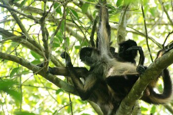 Mono araña colgando de un