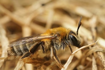 Diferentes estudios científicos coinciden en