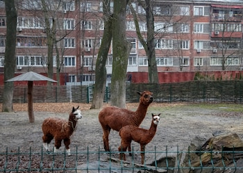 Alpacas en el zoo de Kiev (REUTERS/Gleb Garanich)