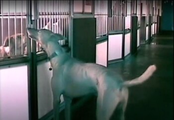 Hasta 12 perros fueron vistos