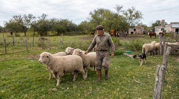 Un hombre, peón rural, con boina y ropa de trabajo, pastorea ovejas en un campo verde. Detrás hay un perro, otras ovejas, vacas y edificaciones rústicas.