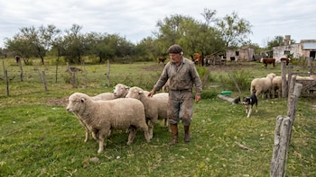 Tragedia en un campo de Corrientes: un rayo mató a un capataz rural que arreaba ovejas