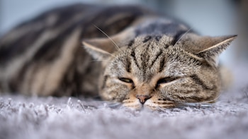 Los expertos en veterinaria coinciden, tu gato puede sentir dolor sin que te des cuenta