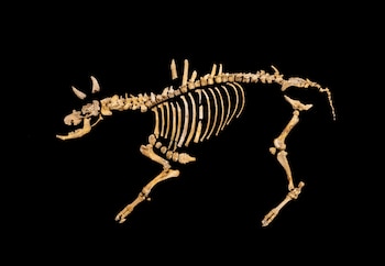 Restos del bisonte hallado en