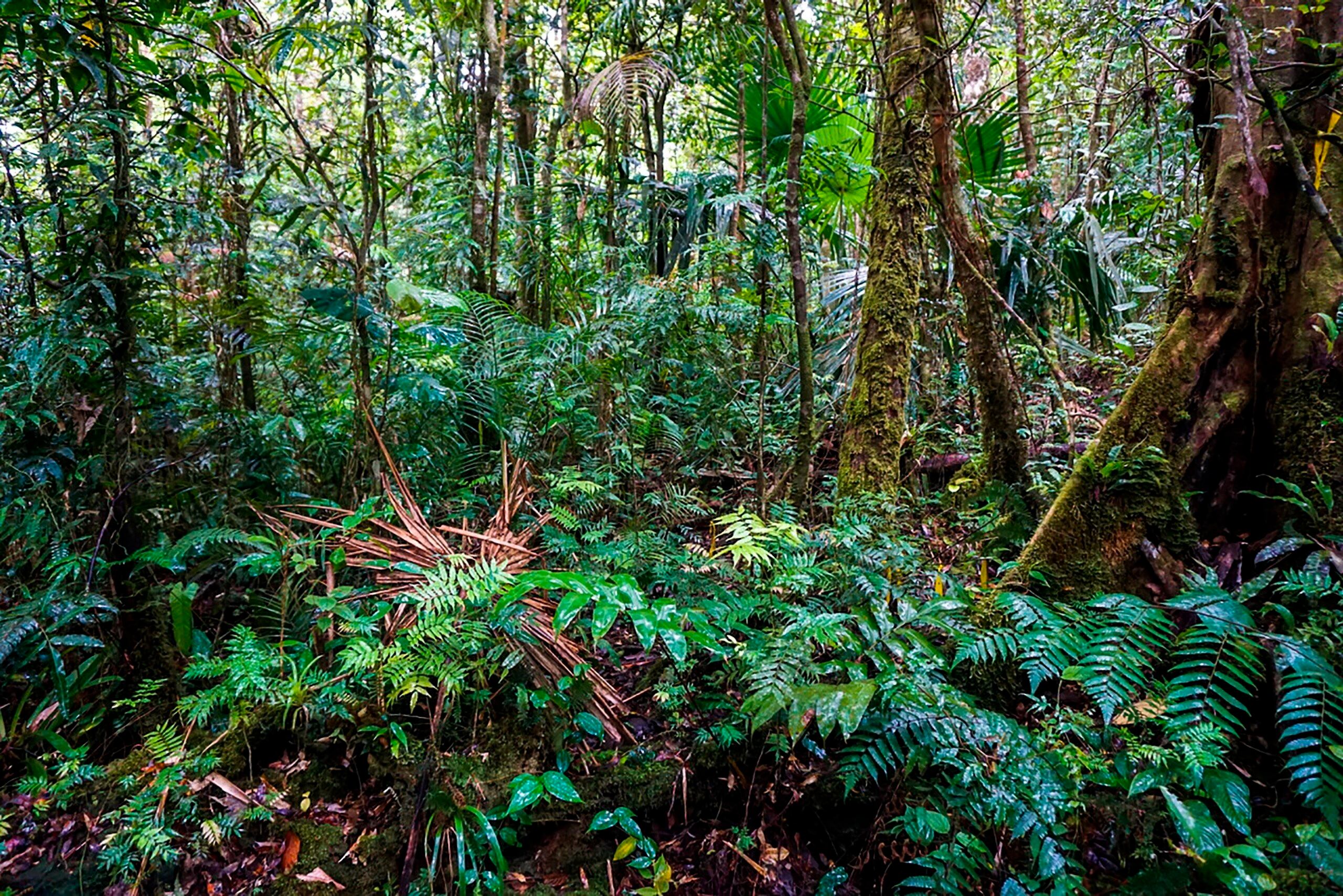 La respuesta de las raíces a la sequía influye en la retroalimentación entre el ecosistema y el clima (Efe)