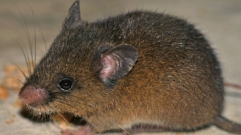 El género de roedores andinos