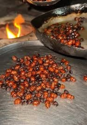 Hormigas culonas tostadas que se