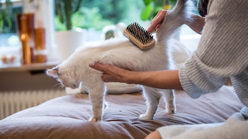 ¿Tu mascota pierde más pelo de lo normal? Esto advierten los veterinarios