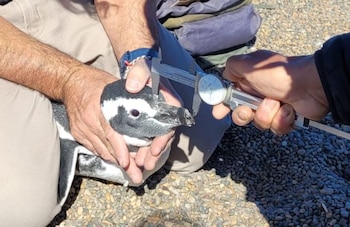 El recorrido más extenso correspondió a “Mirtha Legrand”, una pingüina que alcanzó Porto Belo, Brasil, tras atravesar aproximadamente 10.200 kilómetros desde la colonia San Lorenzo