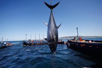 Atún rojo salvaje de almadraba
