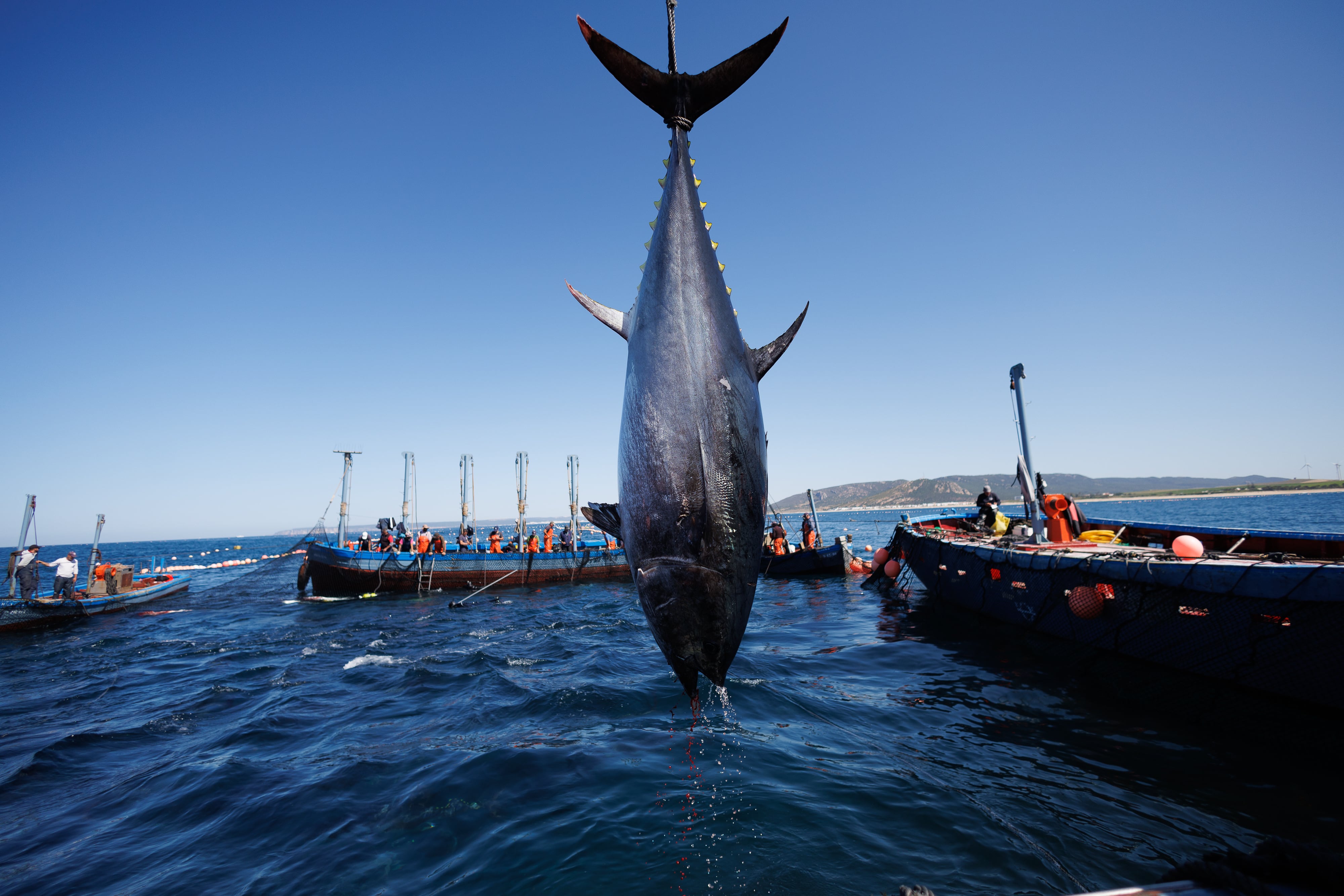 La resolución refuerza el monitoreo satelital y la trazabilidad desde el mar hasta la exportación. (Adobe Stock)
