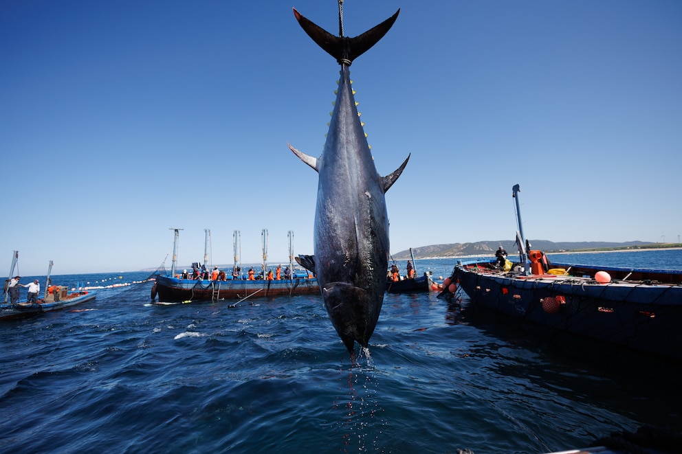 Panamá refuerza el control pesquero y fija límites para la captura de atún rojo
