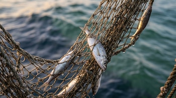 Detalle de una red de pesca mojada con varios peces pequeños atrapados en las mallas, con gotas de agua y el mar azul-verde de fondo.