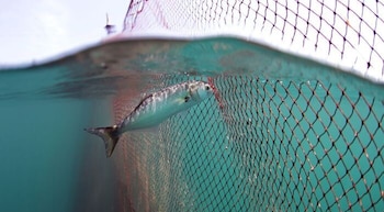 El fallo judicial destaca la