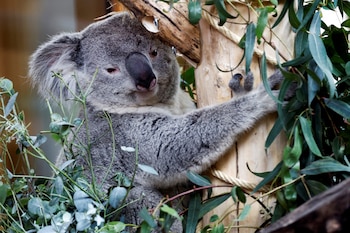 Los koalas pueden llegar a dormir hasta 22 horas al día. (Reuters)