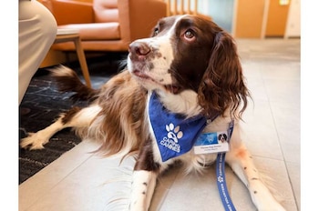 Un estudio de la Mayo Clinic demuestra que los perros de terapia favorecen la recuperación activa en pacientes con accidente cerebrovascular (Mayo Clinic)