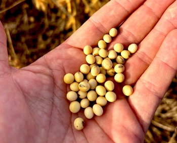 Las sojas transgénicas se encuentran