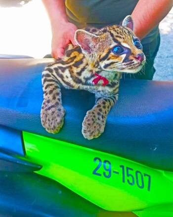 El tigrillo fue trasladado a