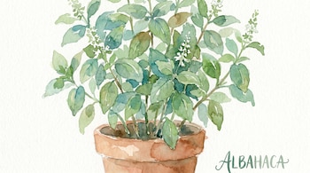 Ilustración en acuarela de una planta de albahaca con hojas verdes y algunas flores blancas, creciendo en una maceta de terracota sobre un fondo claro.