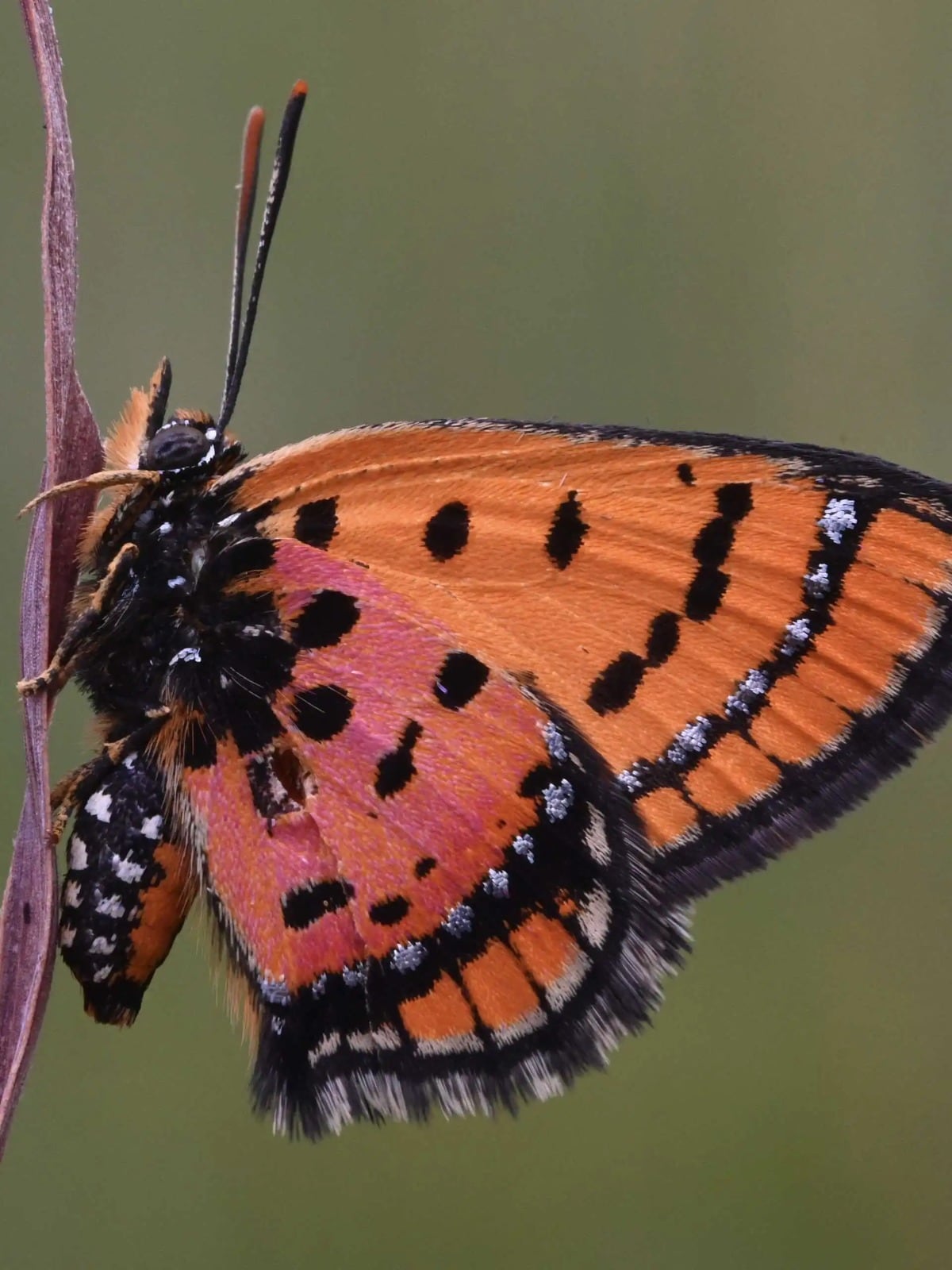 Mariposa cobre, una de las nuevas especies de lepidópteros identificadas en la meseta de Lisima (The Wilderness Project)