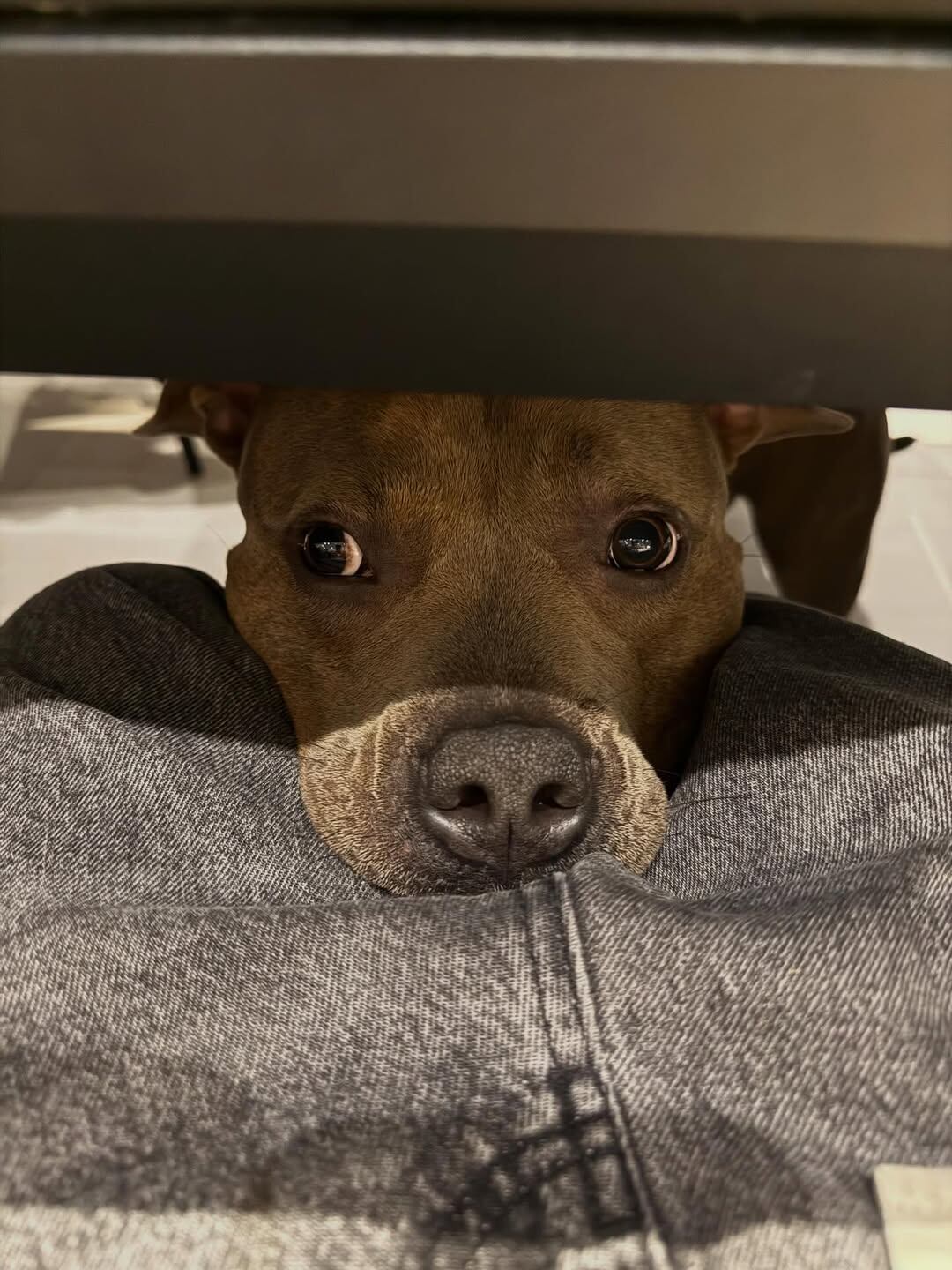 Homero, el perro American Bully de Alexis Mac Allister, se convirtió en parte inseparable de la familia en su hogar de Inglaterra