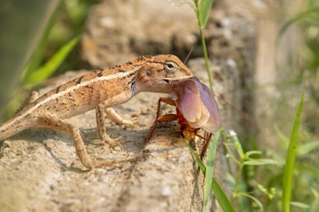 Las cucarachas son parte de