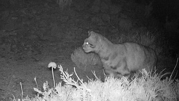 Las cámaras trampa pertenecen a