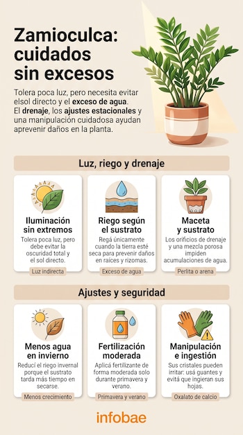 Infografía en español titulada Zamioculca: cuidados sin excesos, con una planta en maceta e iconos explicativos sobre luz, riego y seguridad.