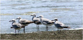 Panamá cuenta con otros humedales