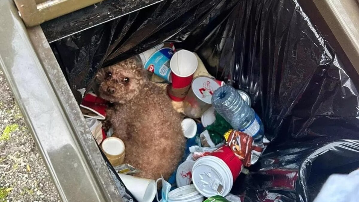 La historia de Óscar, el perro abandonado y encontrado a la basura: “No hacía ningún ruido y no podía caminar” - Infobae