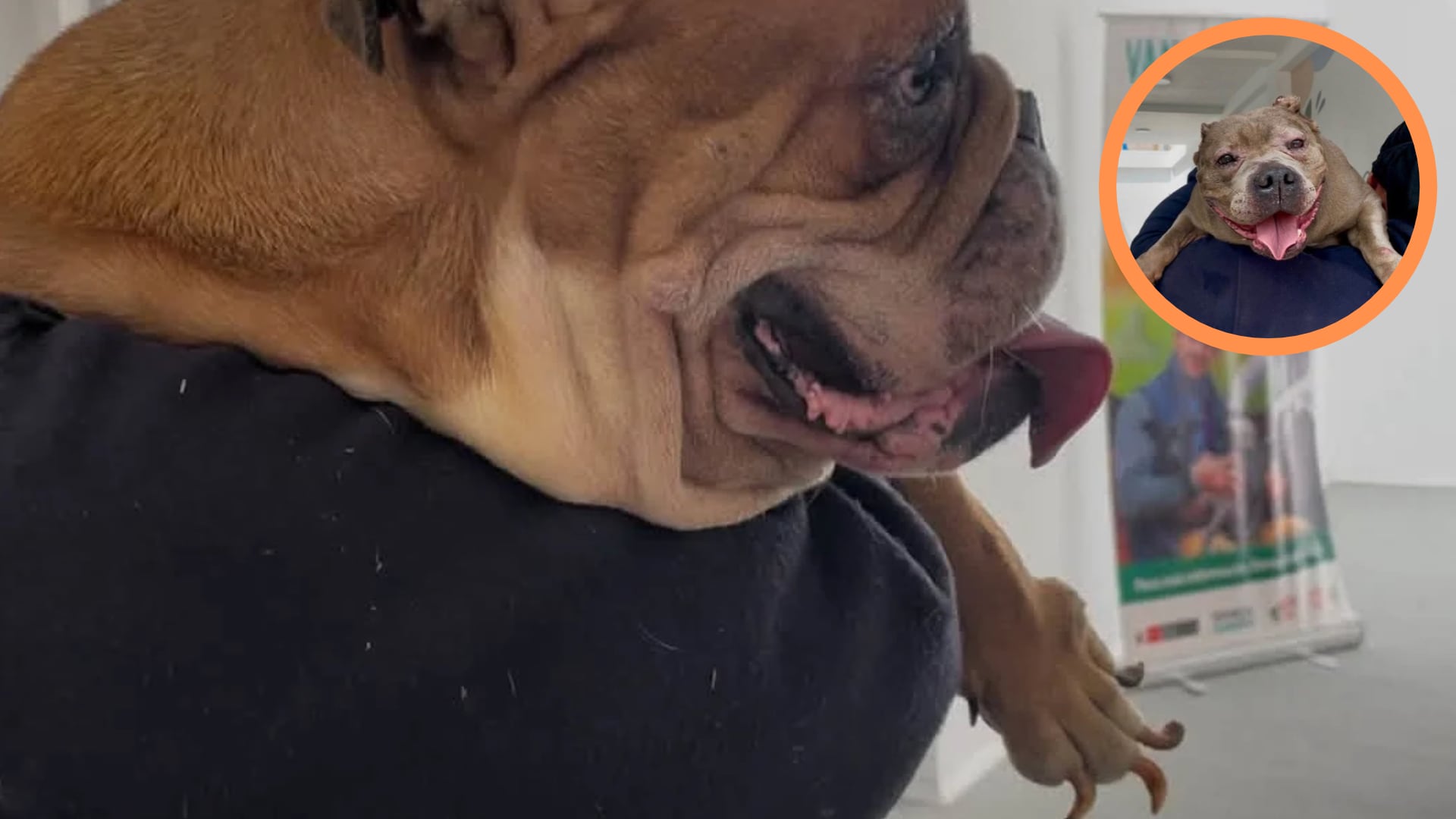 Perritos rescatados de presunto criadero clandestino en SJM reciben atención veterinaria por lesiones y signos de fuerte golpe de calor