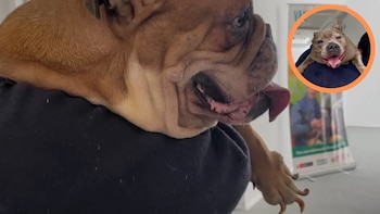 Perritos rescatados de presunto criadero clandestino en SJM reciben atención veterinaria por lesiones y signos de fuerte golpe de calor