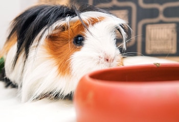 cómo mantener correctamente a las