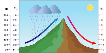 Infografía explicativa sobre el efecto