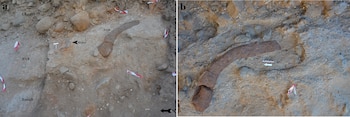 Un molar de elefante de 700.000 años permitió reconstruir el antiguo ecosistema de Gesher Benot Ya'aqov en el norte de Israel. (Universidad de Tel-Hai de Kiryat Shmona en Galilea y Hannah Farrell, Universidad de Haifa)