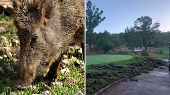 Los cuidadores del pasto han