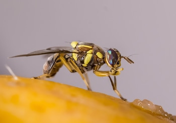 Mosca oriental de la fruta. (La Unió/Europa Press)
